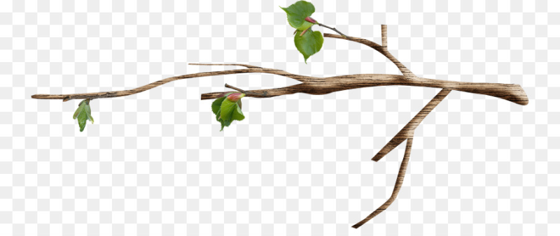 Ветви деревьев