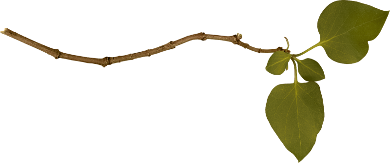 Ветка на прозрачном фоне
