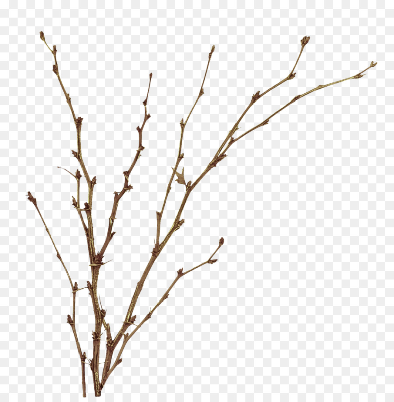 Ветка кустарника