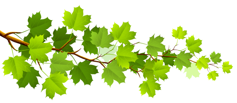 Листья без фона