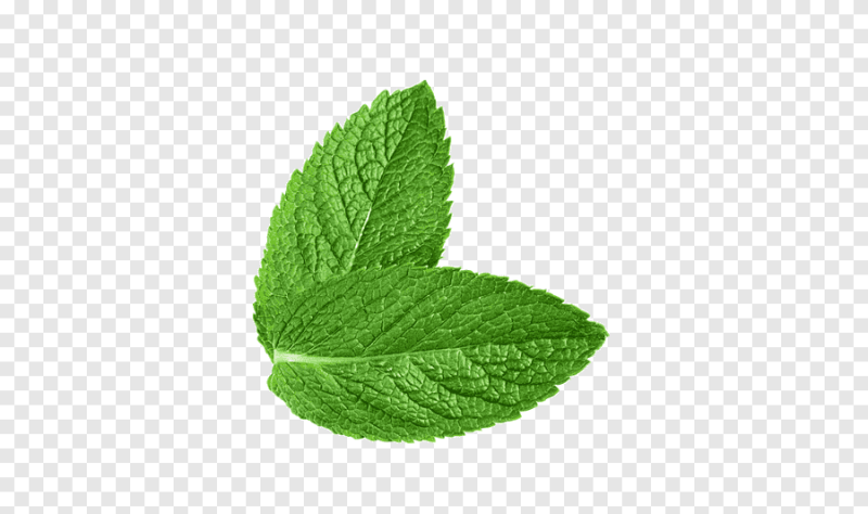 Листья мяты на прозрачном фоне