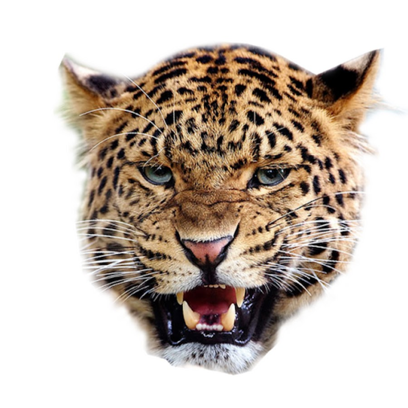 Барс леопард гепард