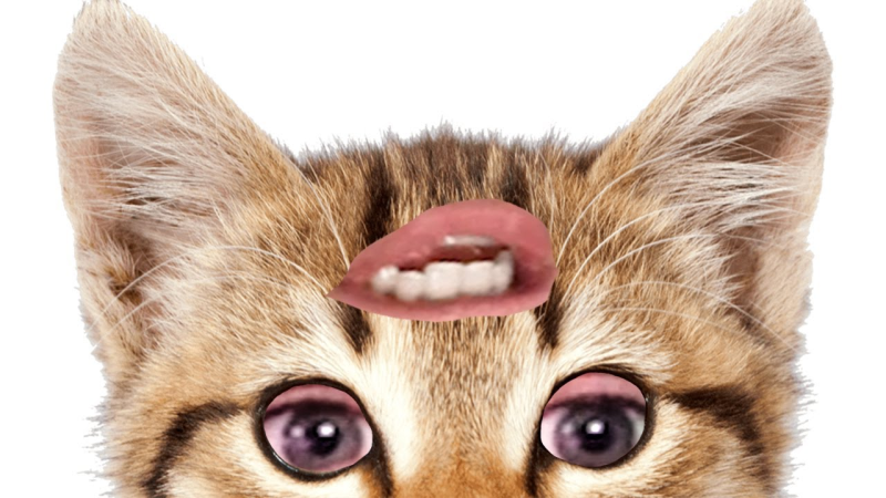 Морда котенка