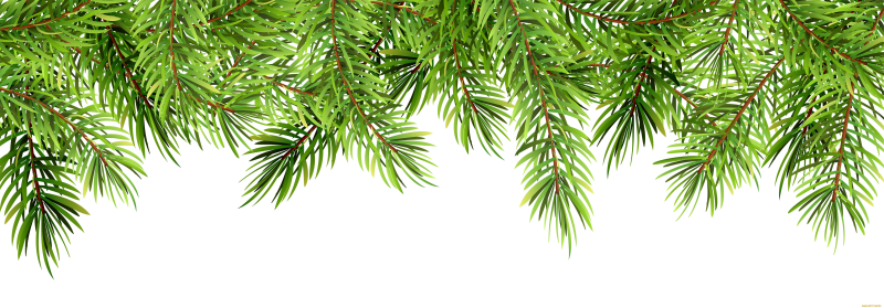 Ветка елки сбоку