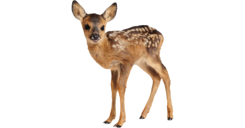 Белый Олененок