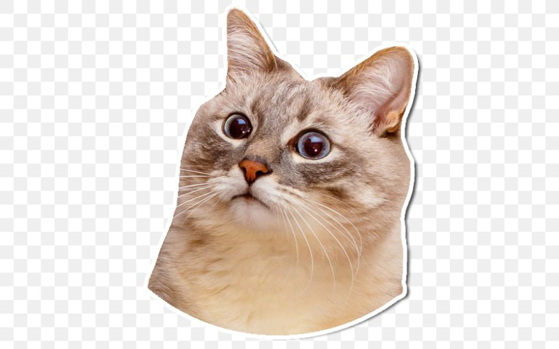 Голова кота