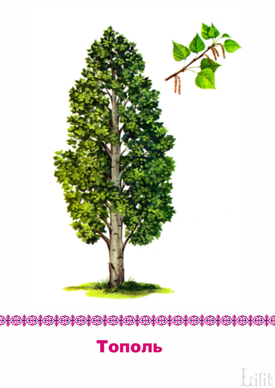 Тополь рисунок