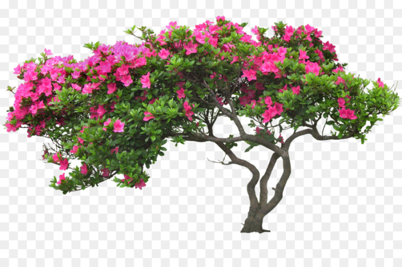 Бугенвиллия рододендрон