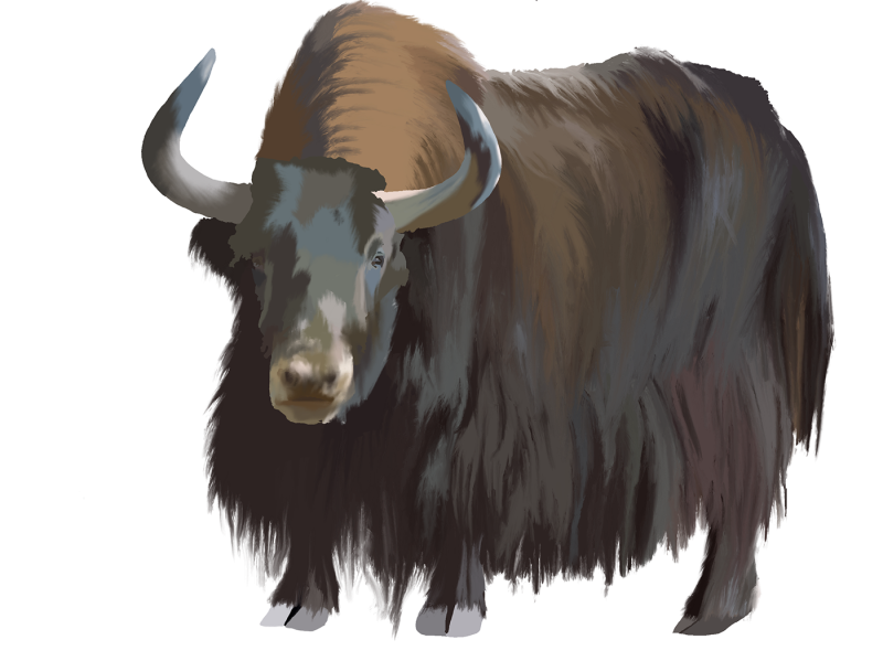 Овцебыки зубры яки