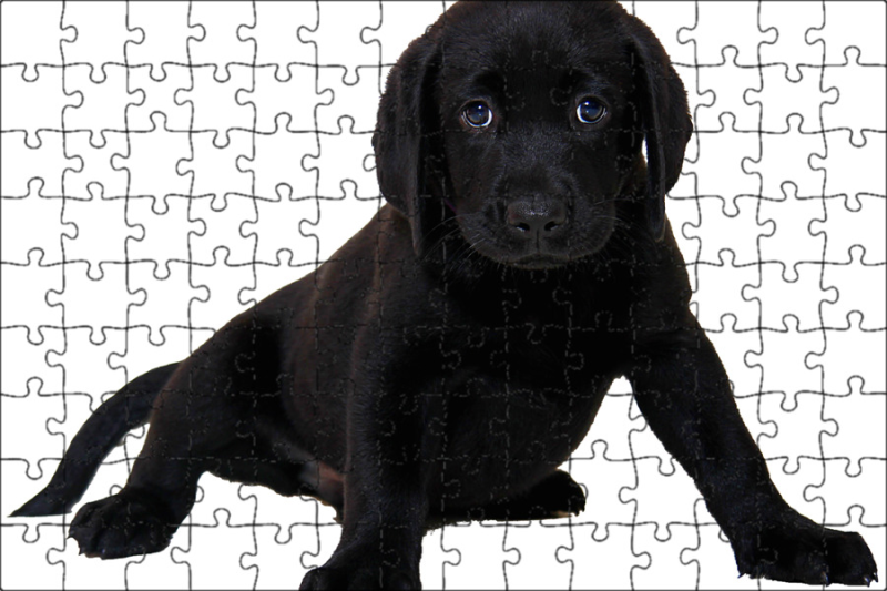 Лабрадор ретривер