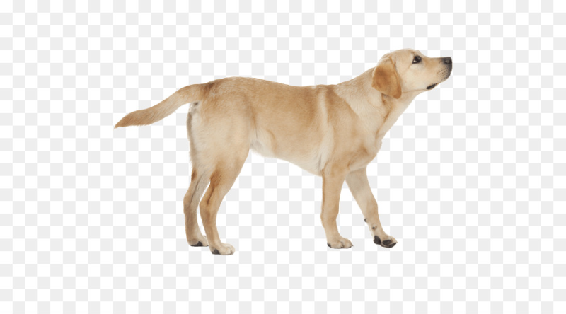 Лабрадор ретривер боком