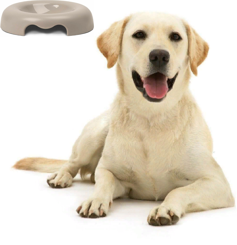 Лабрадор ретривер