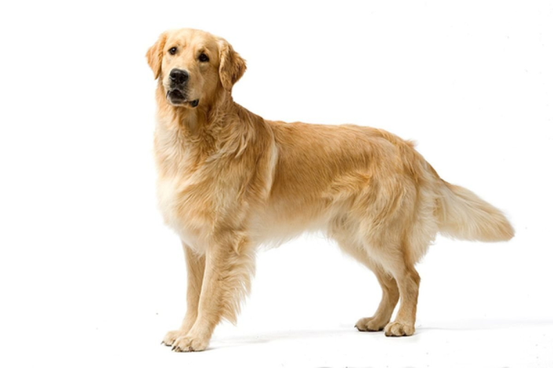 Лабрадор ретривер Голд
