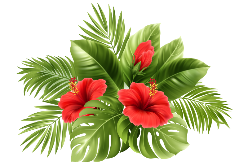 Растения на прозрачном фоне