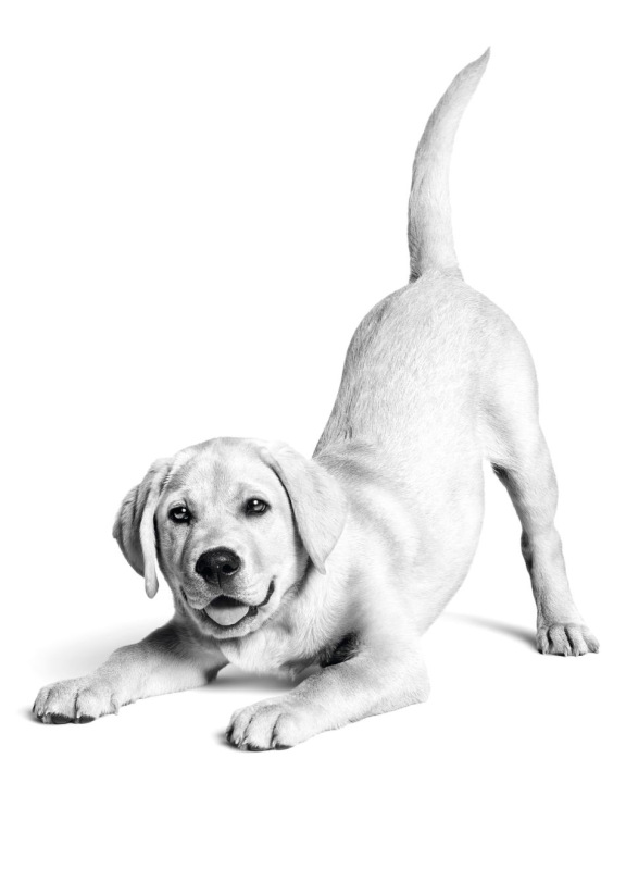 Собака лабрадор белый
