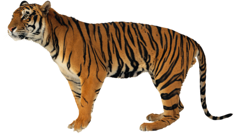 Уссурийский тигр на белом фоне