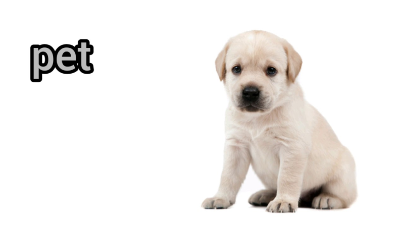 Лабрадор ретривер