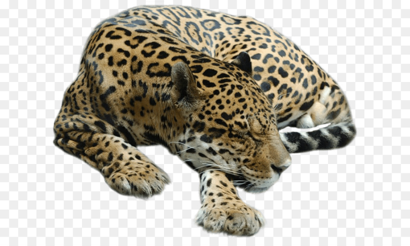 Леопард гепард Ягуар