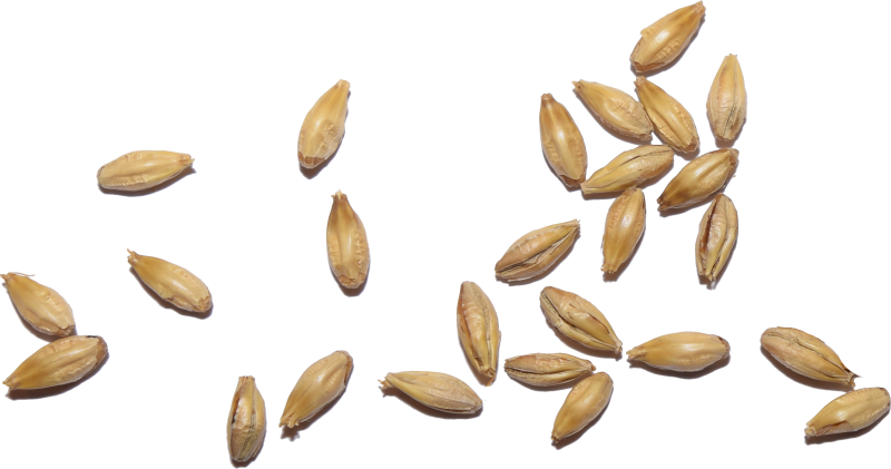 Семечко пшеницы