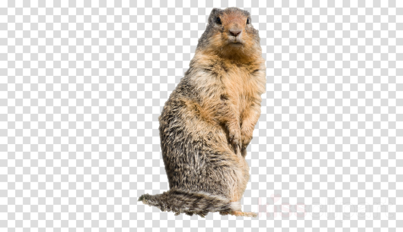 Суслик без фона