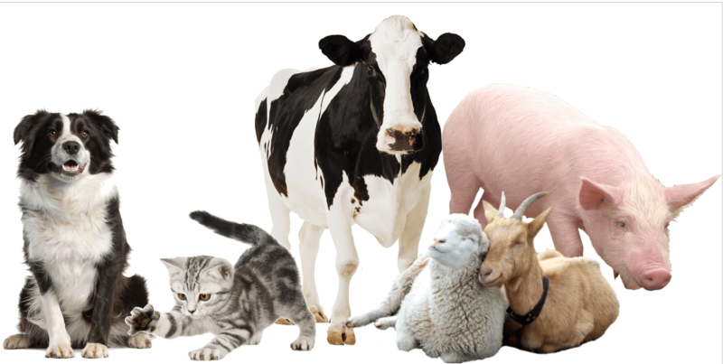 Домашние животные для детей