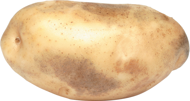 Картофель 'Russet Burbank'
