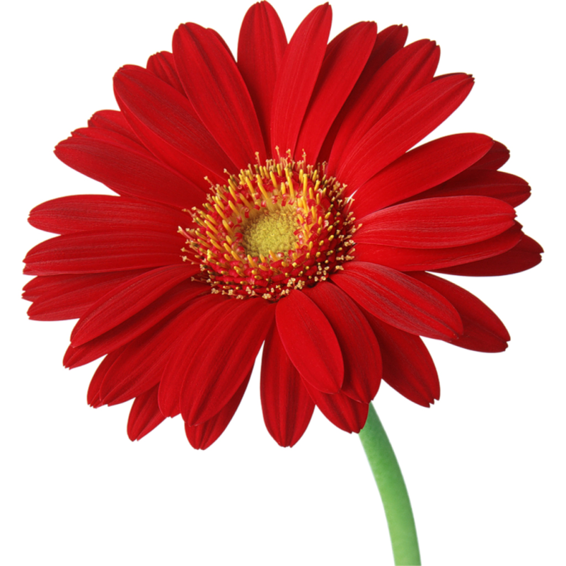 Цинния Гербера