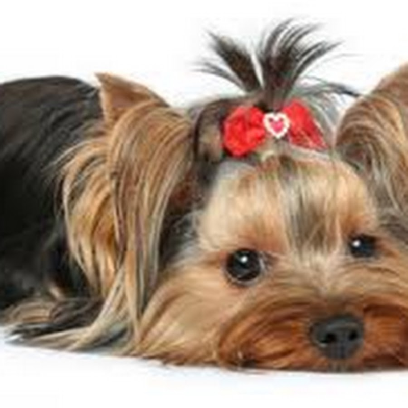 Йоркширский терьер