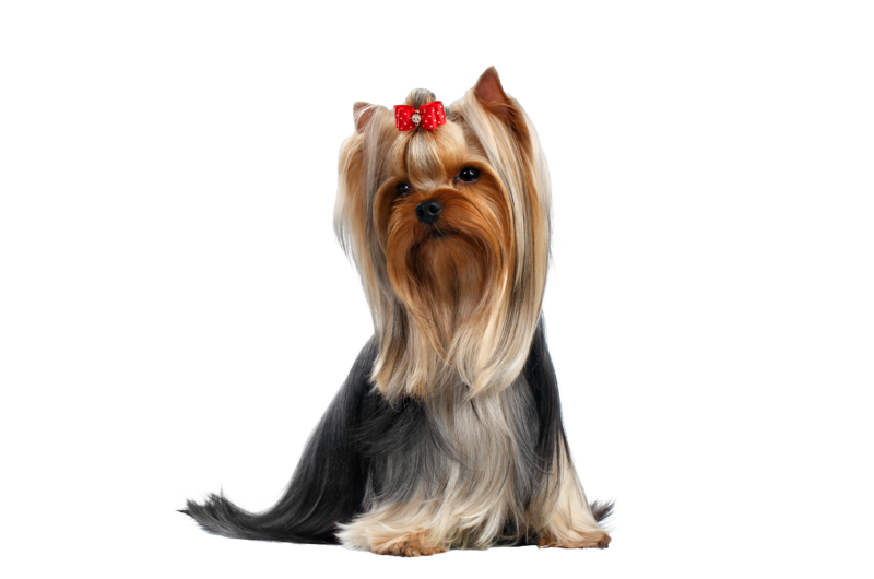 Йоркширский терьер черно золотой