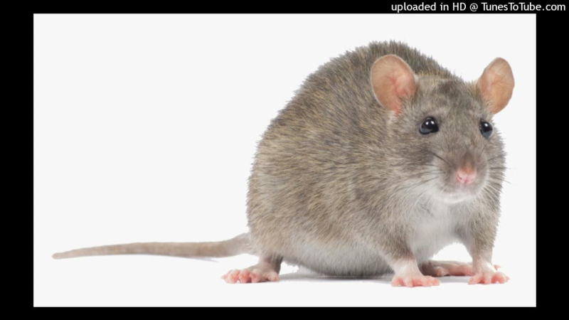 Мышка без фона