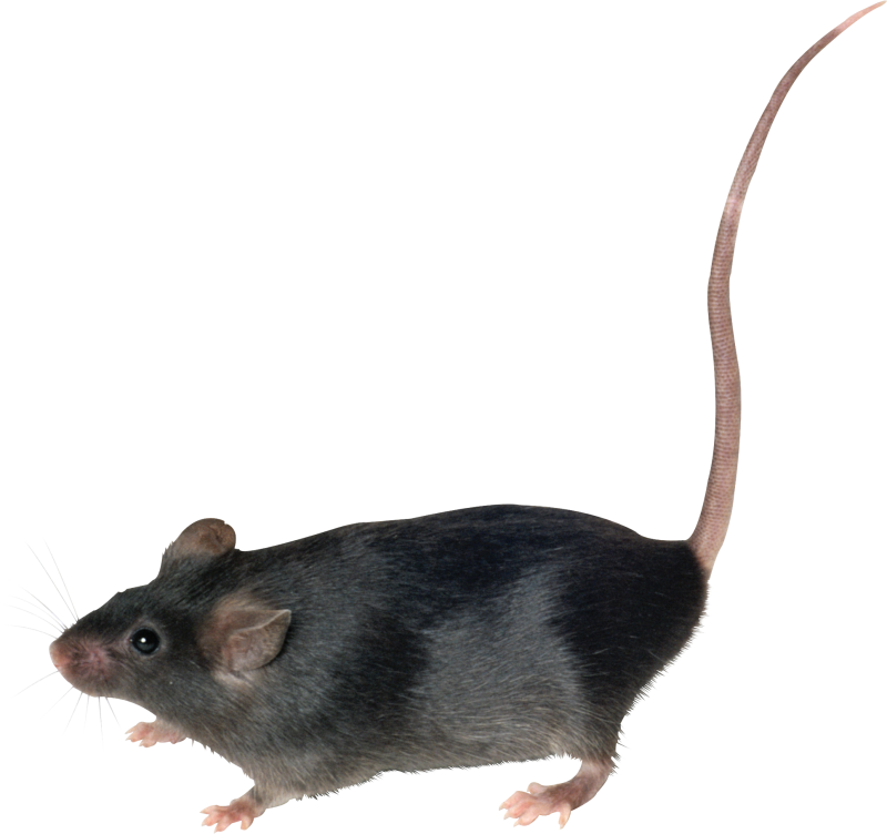 Крыса без фона
