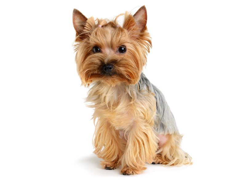 Ершский терьер