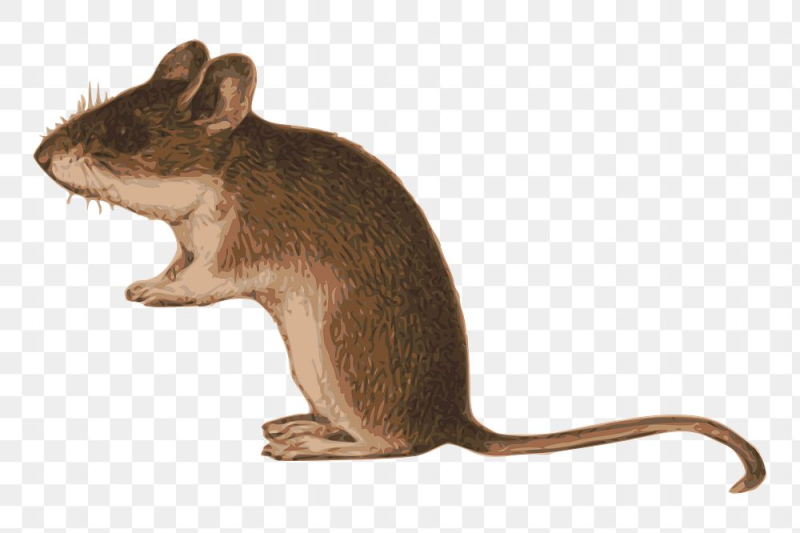 Мышка для детей