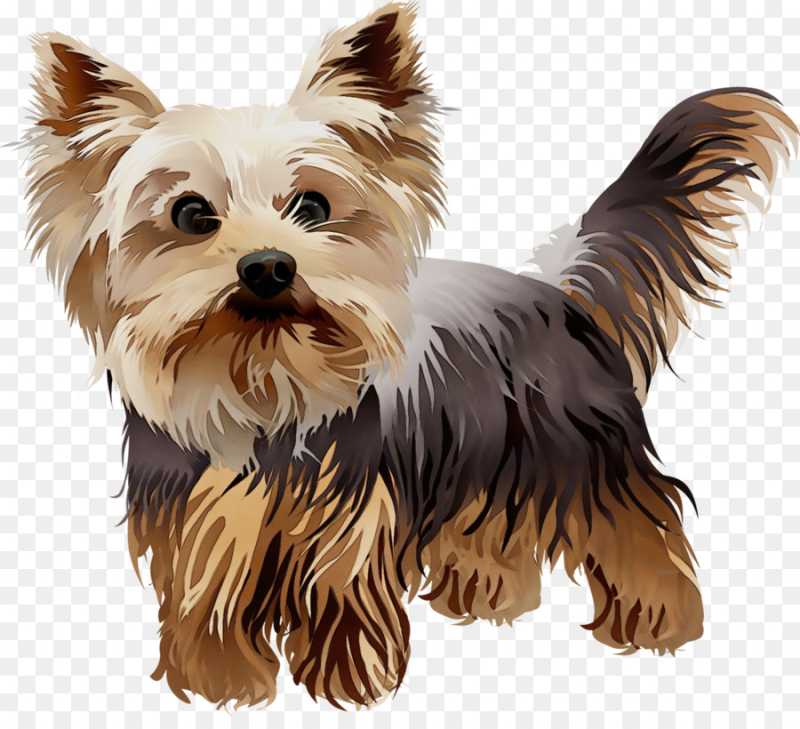 Йоркширский терьер референс