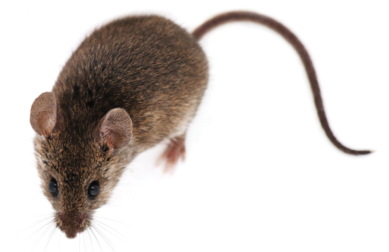 Мышь полевка без фона