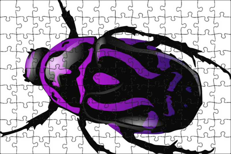 Жук для детей