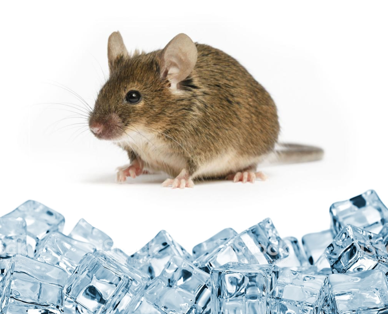 Полевая мышь