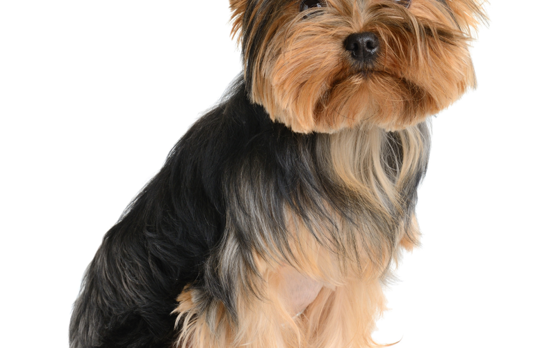 Йоркширский терьер длинношерстный