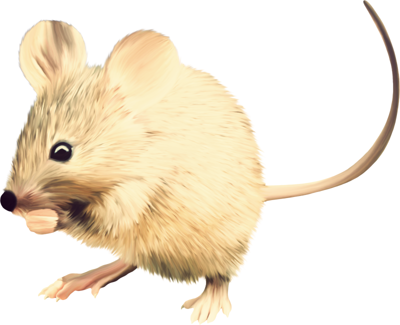 Мышка картинка для детей на прозрачном фоне