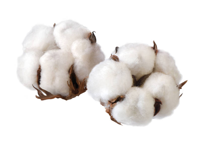 Ветка хлопка
