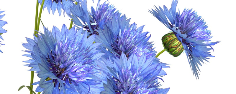 Белый Василек цветок