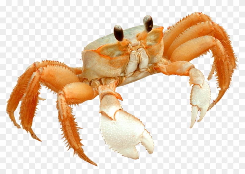 Краб сверху