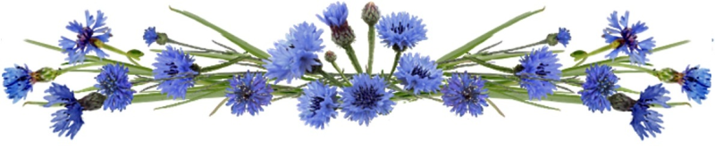 Васильки на белом фоне