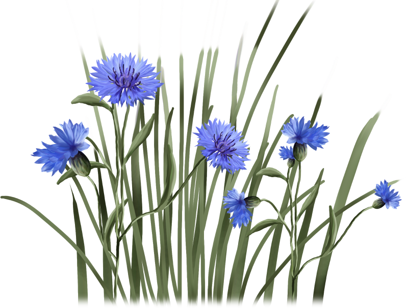 Василек полевой