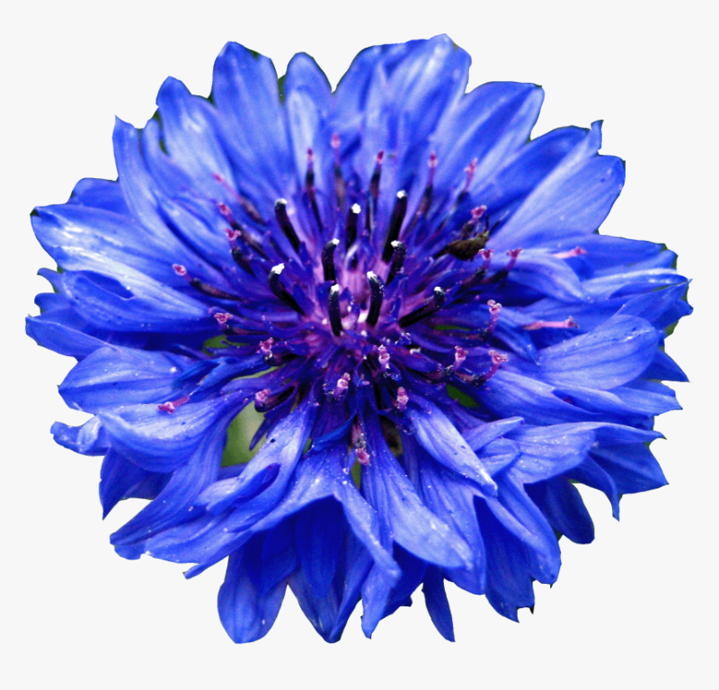 Василек Фишера