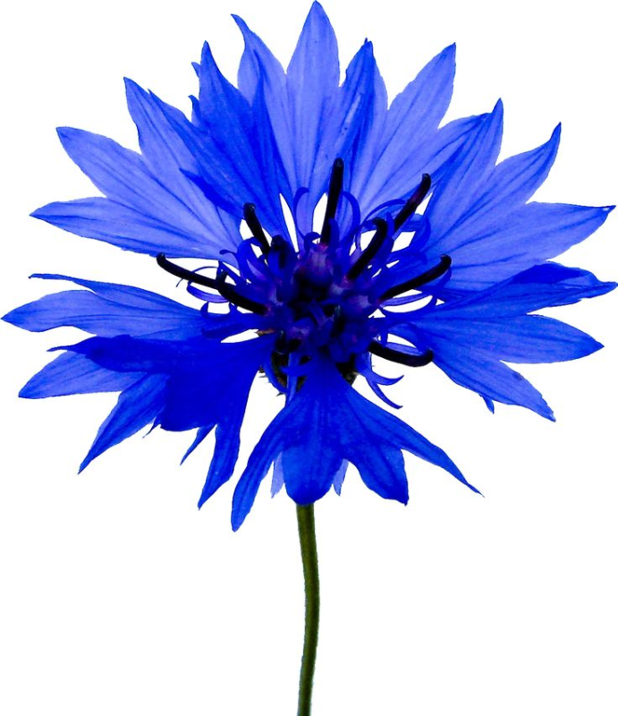 Ирина Василек