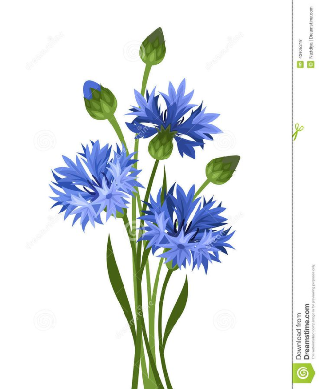 Василек на белом фоне