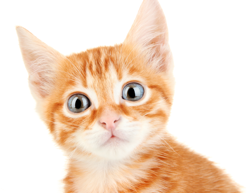 Котенок на белом фоне