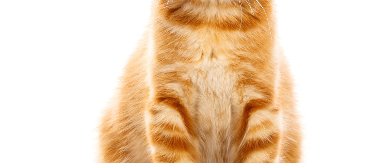 Кошка на белом фоне