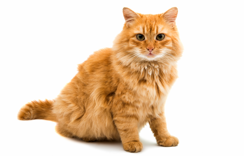 Кошка на белом фоне